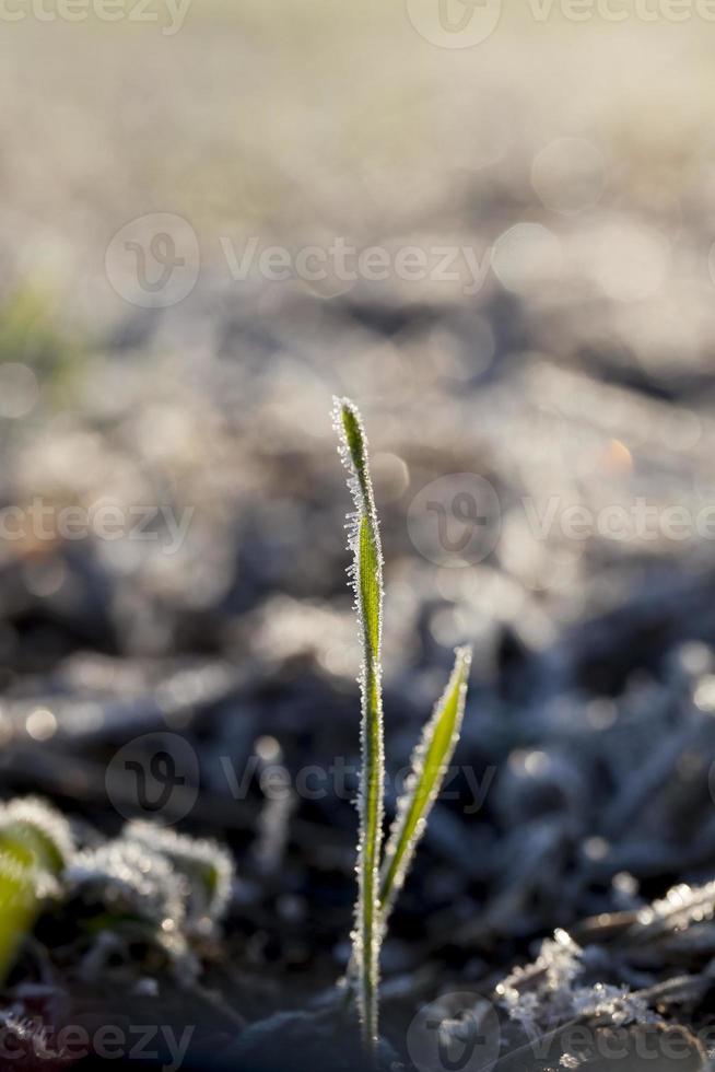 herbe dans le gel de blé d'hiver photo