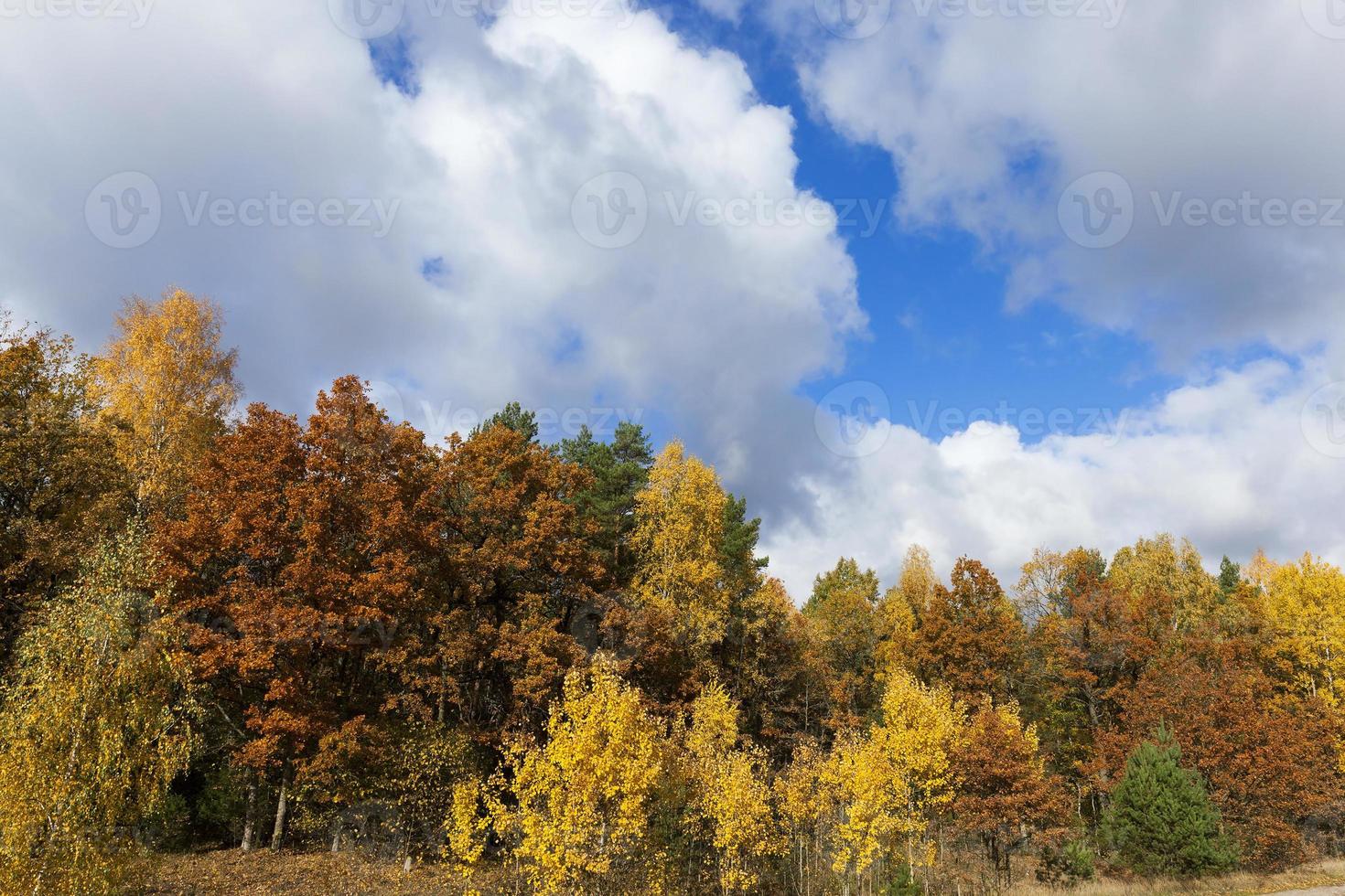 nature en automne photo