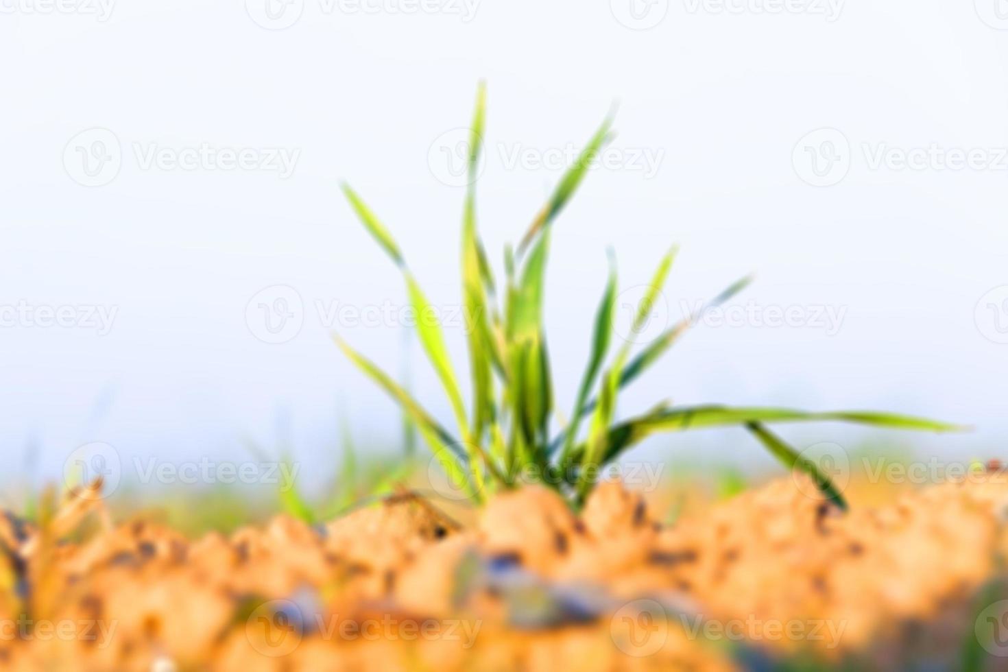 champ avec jeune blé photo