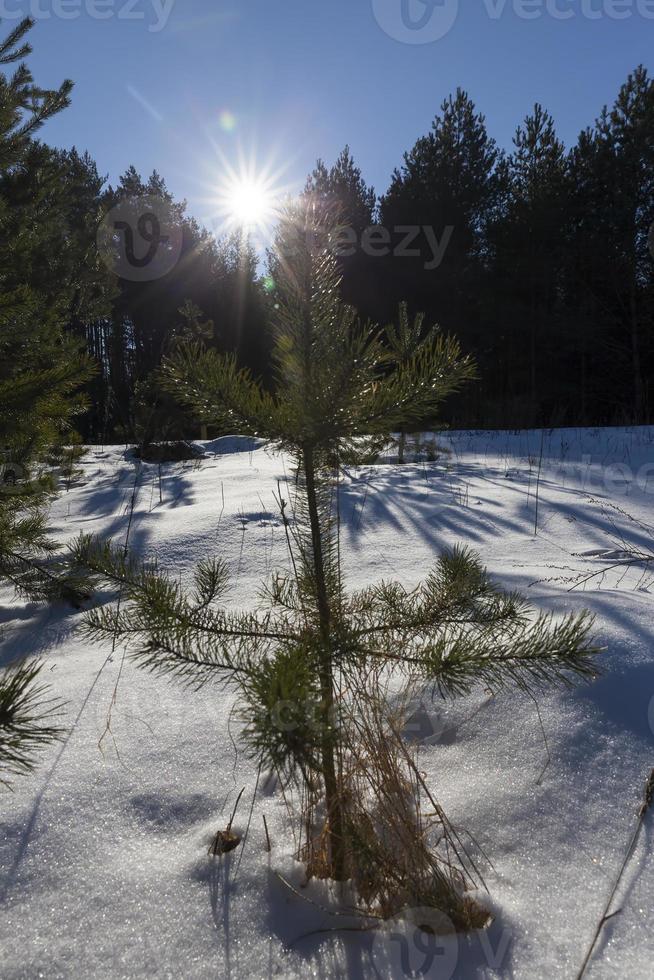 sapins et pins en hiver photo