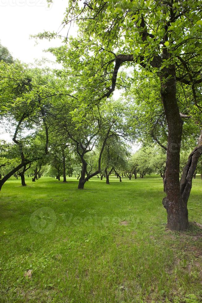 parc de printemps, gros plan photo