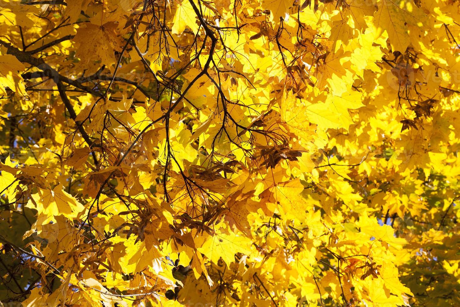 érables jaunis en automne photo