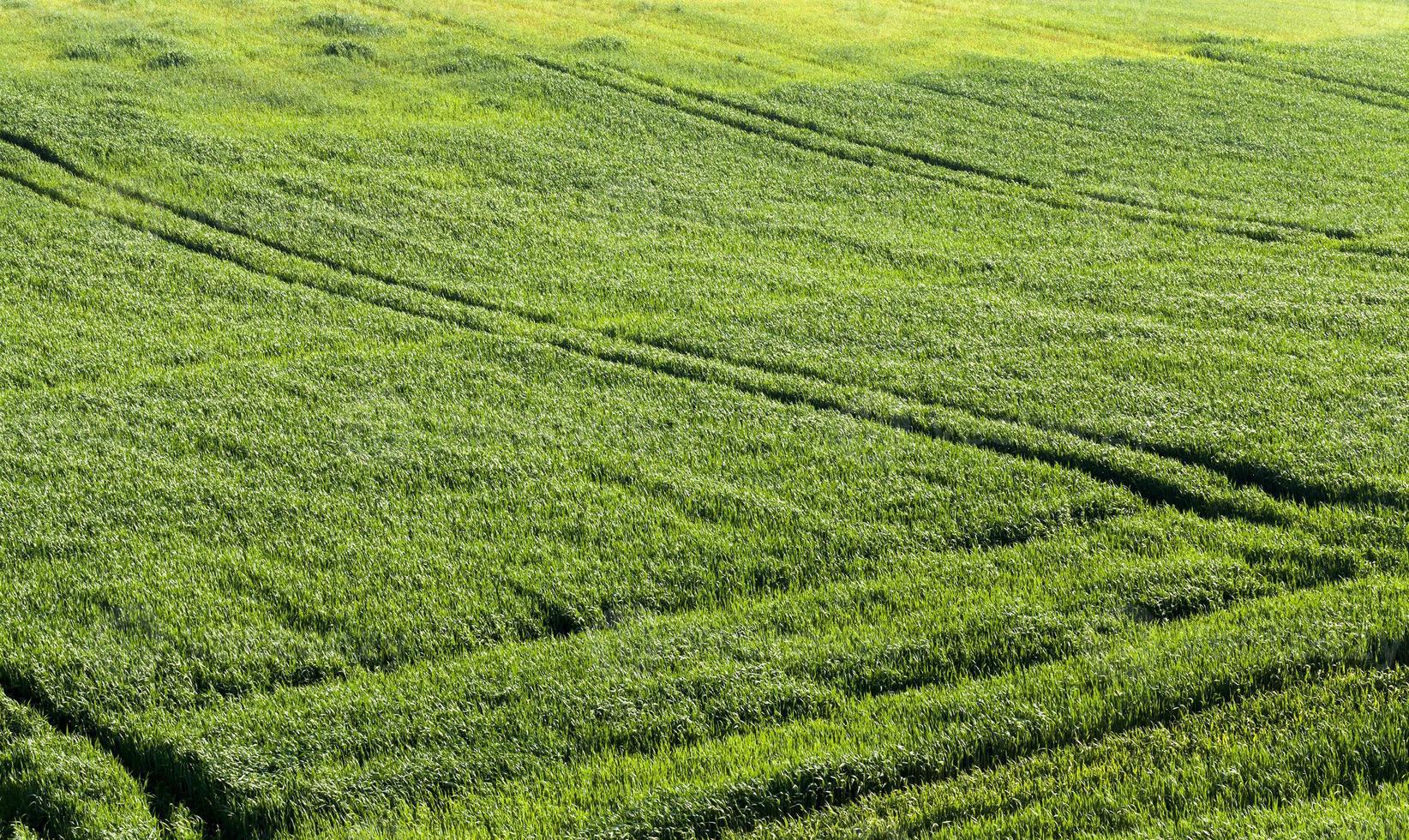 herbe verte, gros plan photo