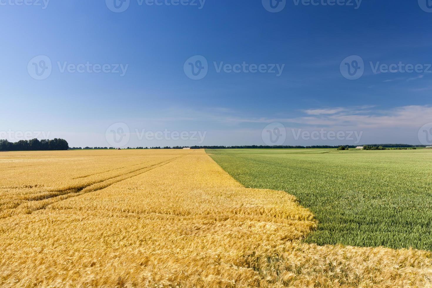 champs de blé vert et de seigle jaune photo