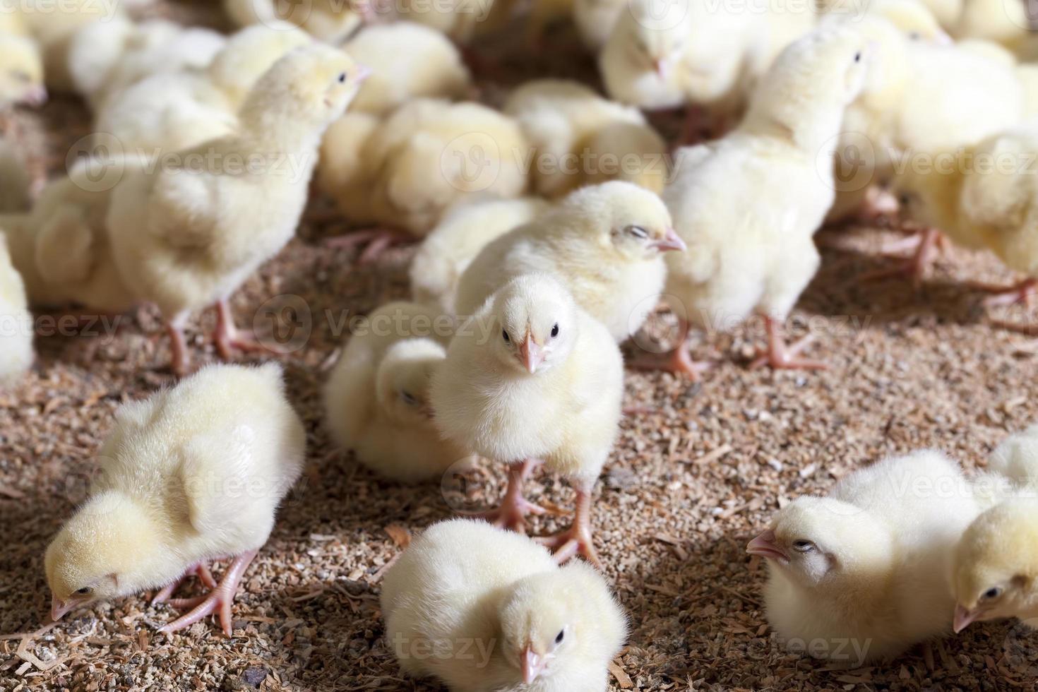 poussins de poulet dans une ferme avicole, gros plan photo