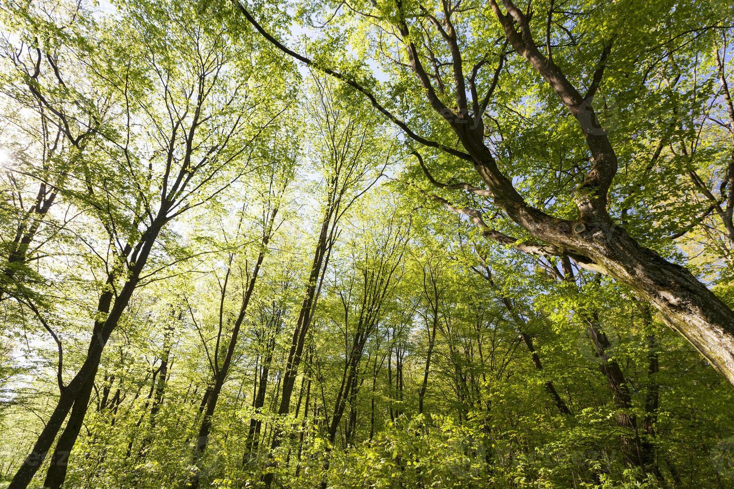 peupliers verts au printemps dans la forêt photo