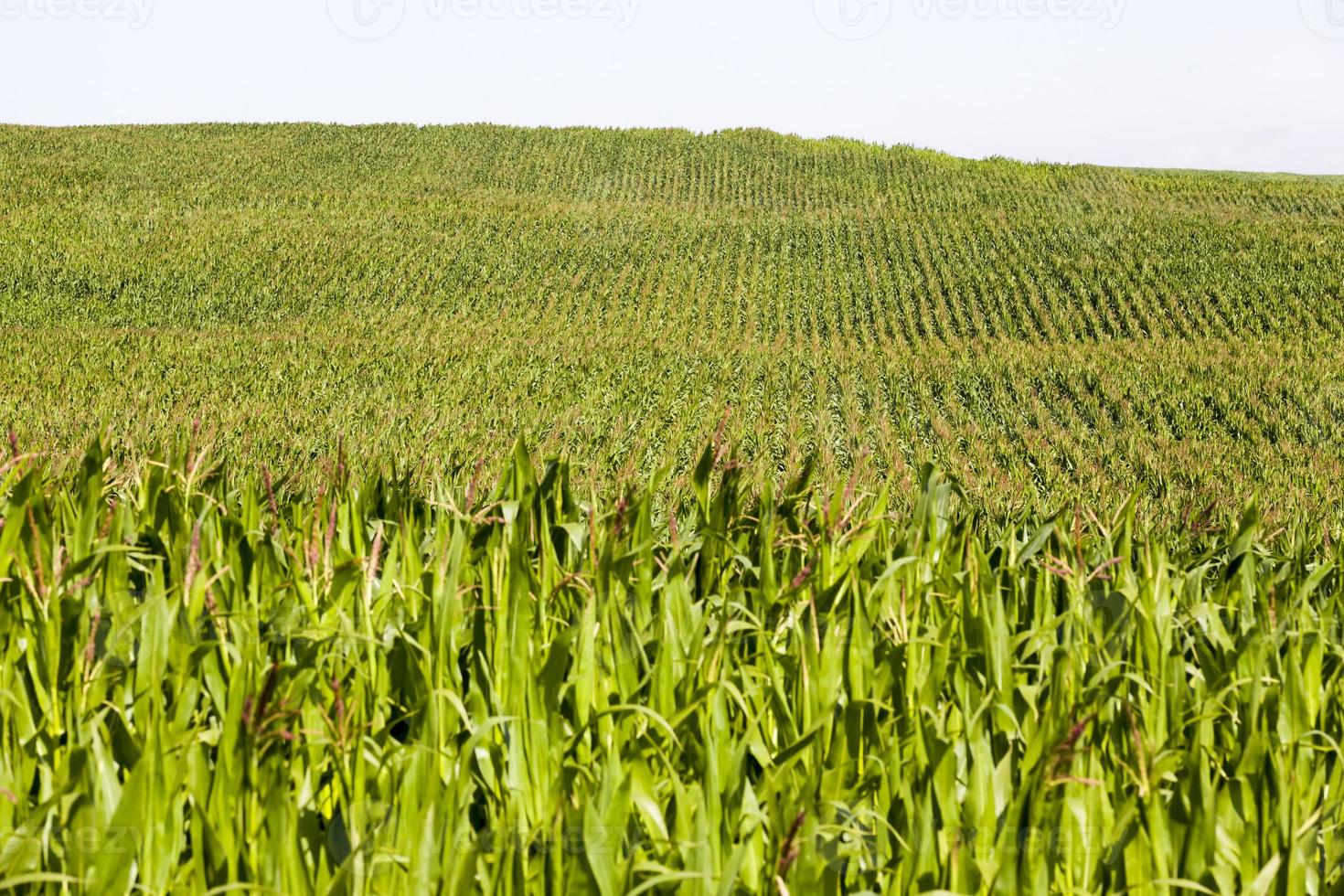 un champ agricole ensoleillé avec du maïs doux vert photo