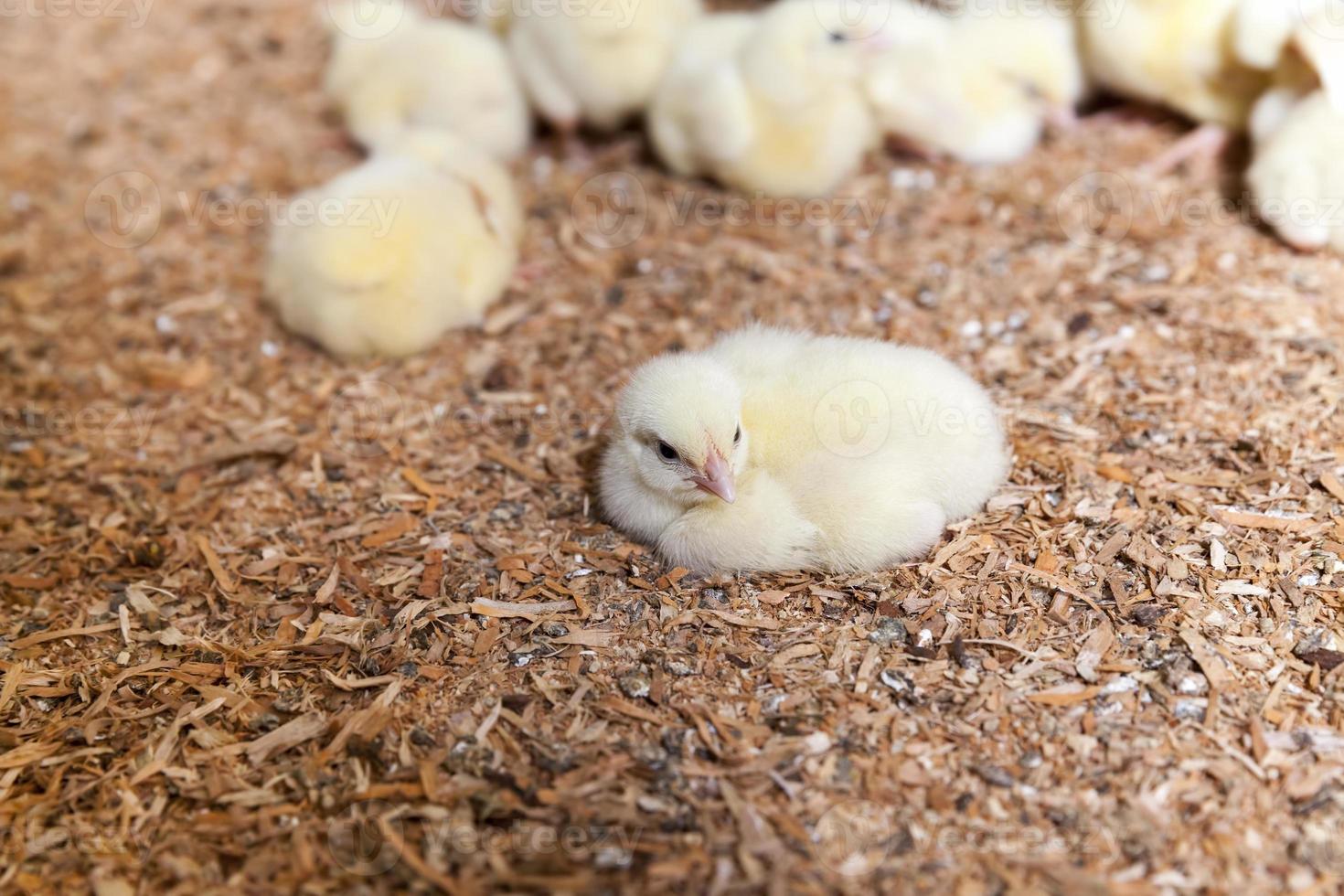 poussins de poulet dans une ferme avicole, gros plan photo