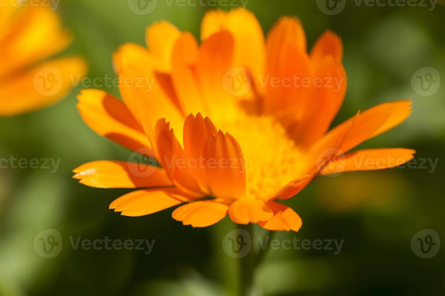 fleurs oranges de calendula photo