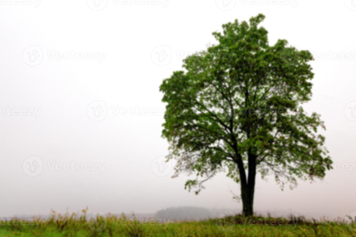 arbre dans le champ, automne photo