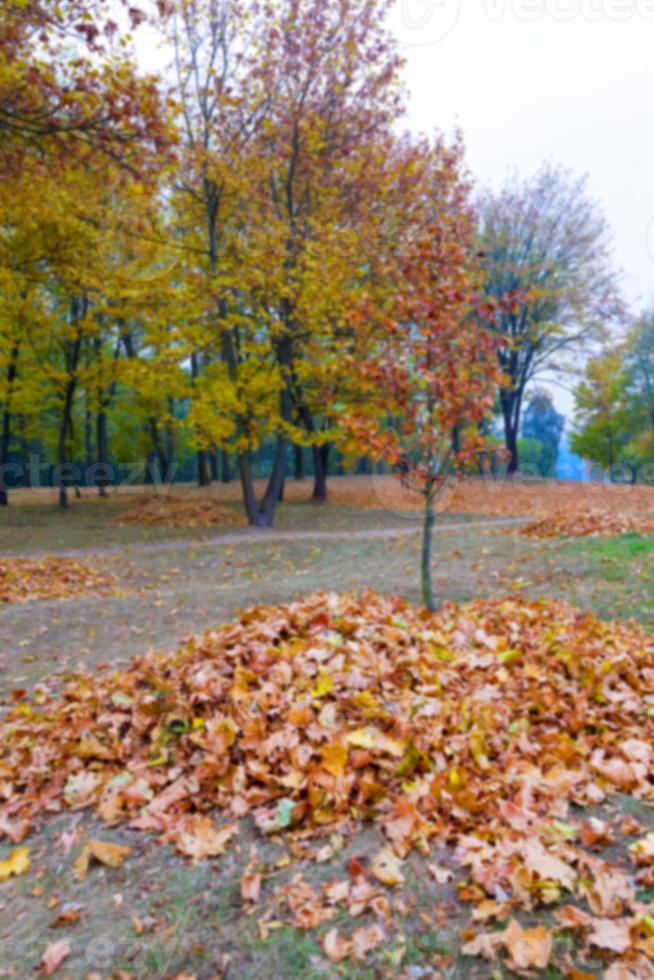 automne dans le parc photo