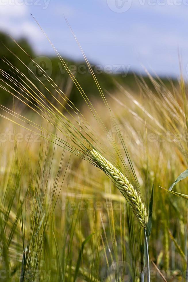 épis de seigle gros plan photo