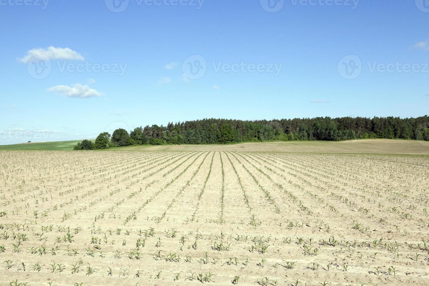 champ de maïs, agriculture photo