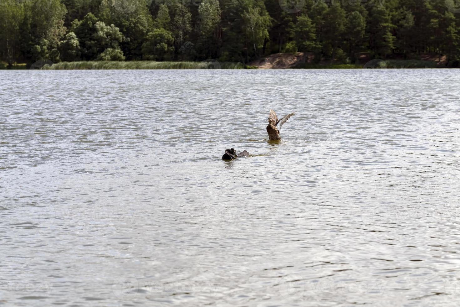 canards sauvages dans le milieu naturel photo