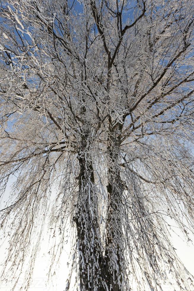 des amoncellements de neige profonde et des arbres après la dernière chute de neige photo