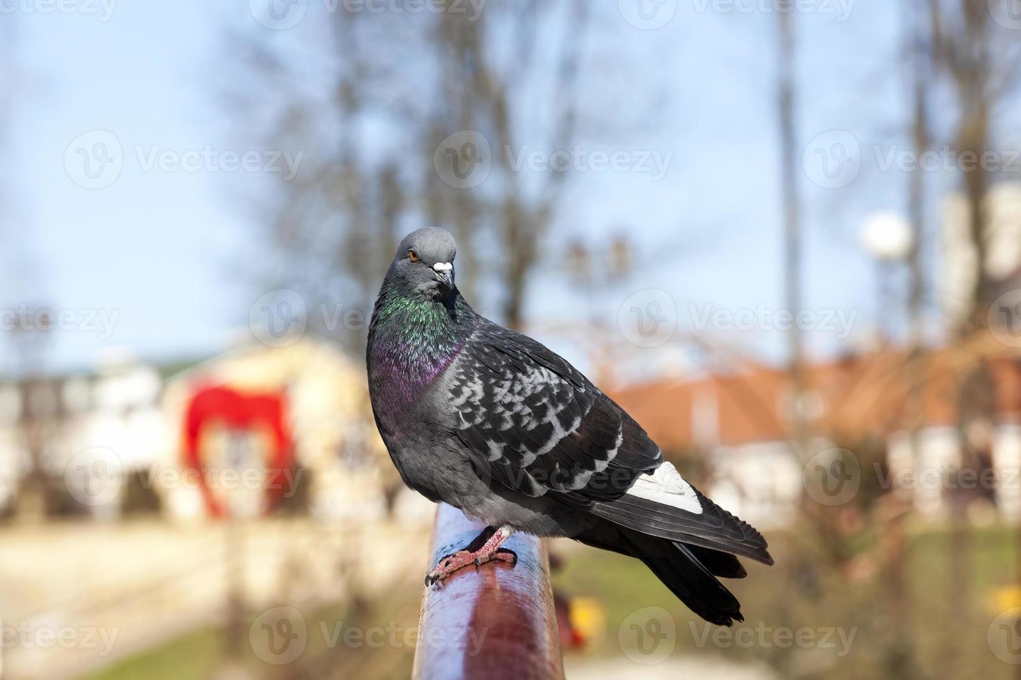 pigeons affamés vivant en ville photo