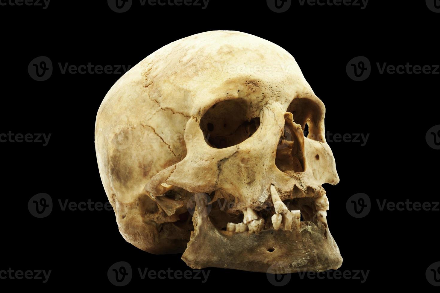 véritable crâne humain photo