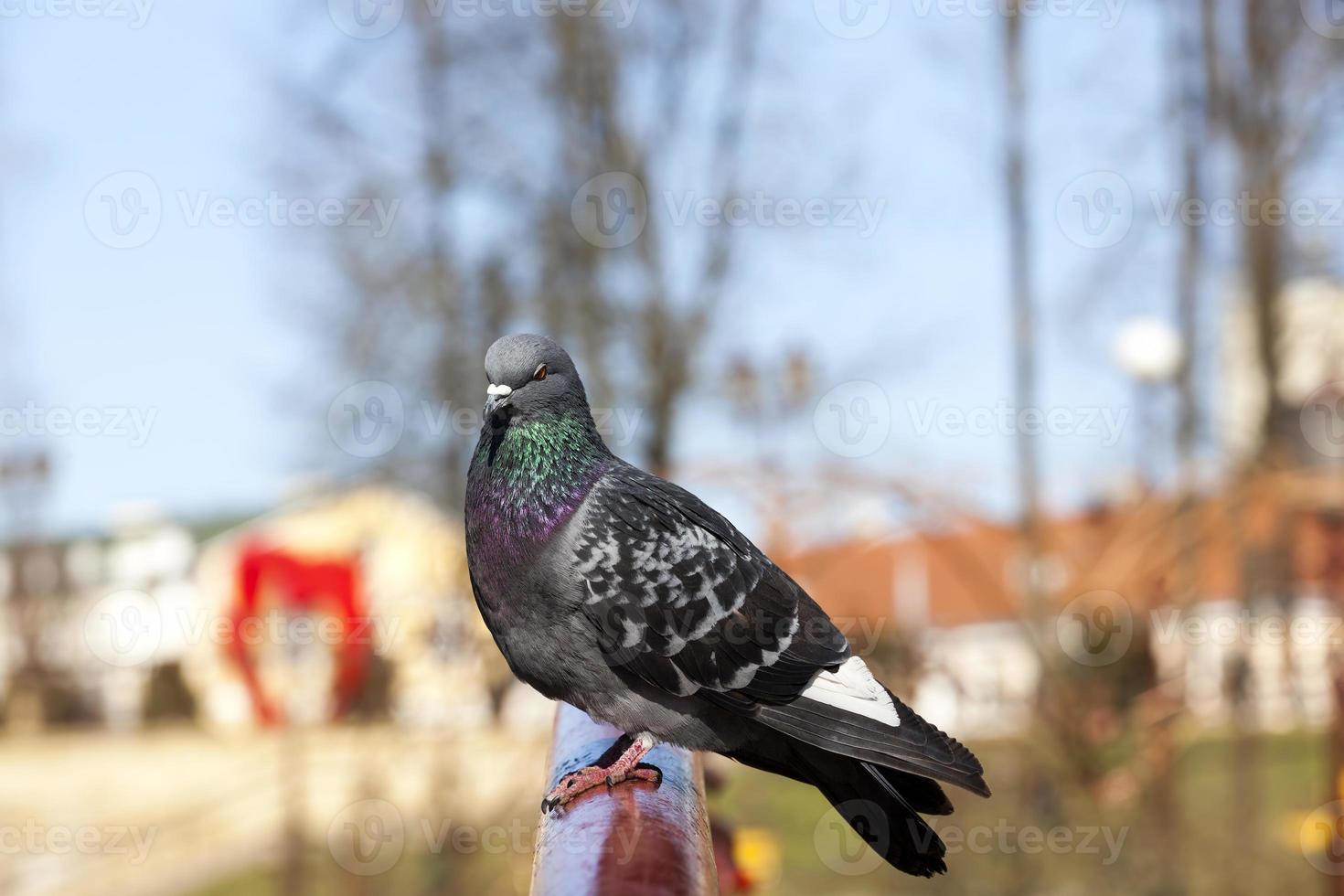 pigeons affamés vivant en ville photo