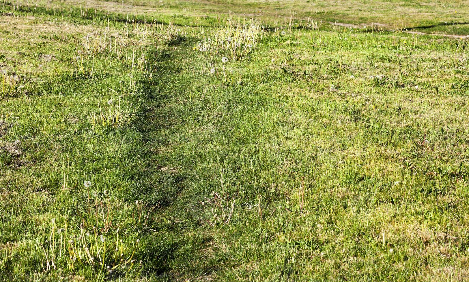 chemin sur la pelouse photo