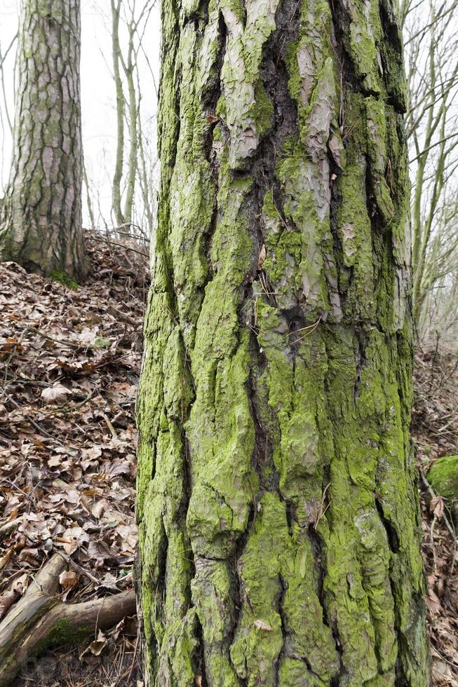 arbres dans la forêt dautomne photo