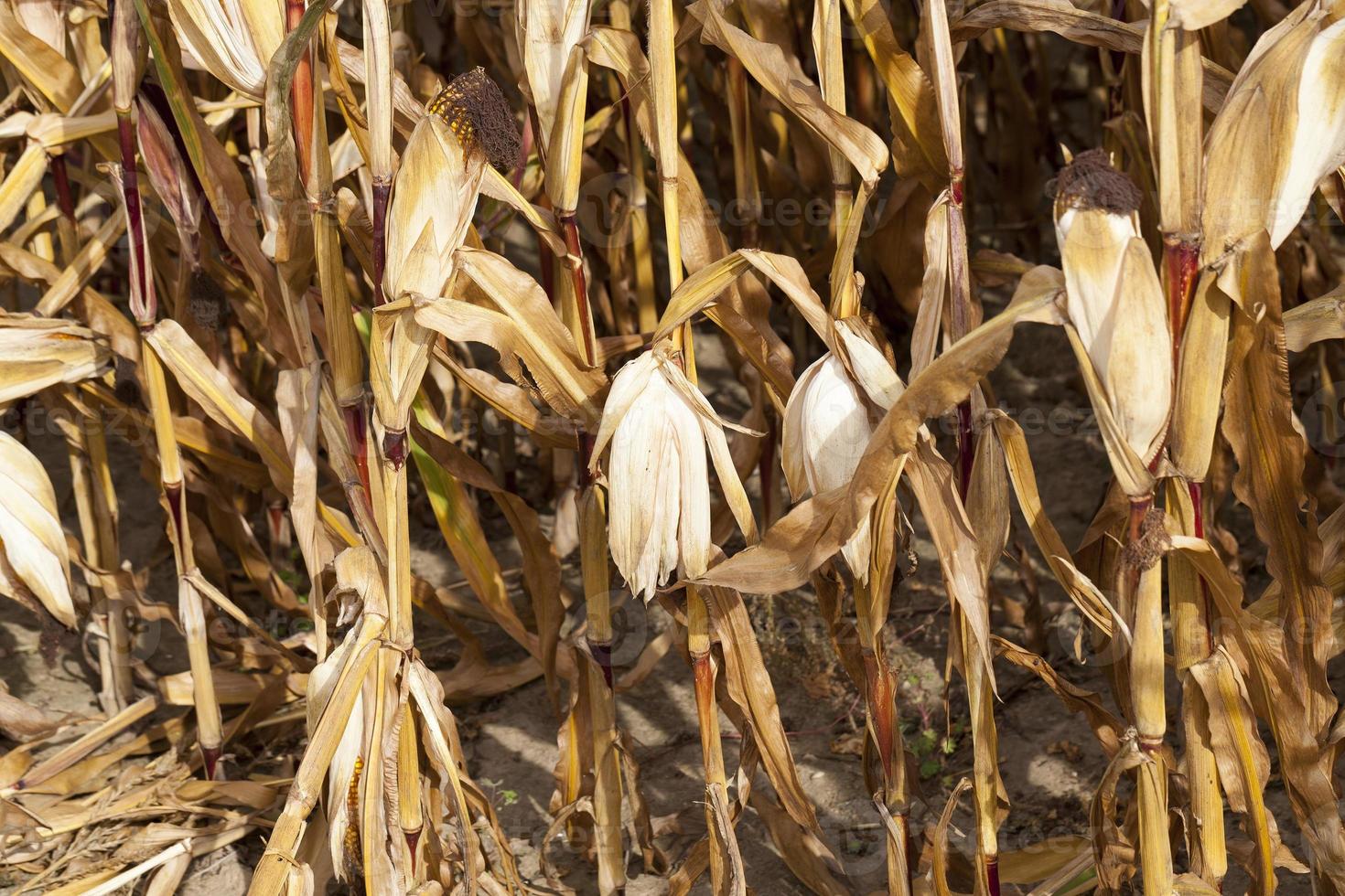 maïs de grande culture, agriculture photo