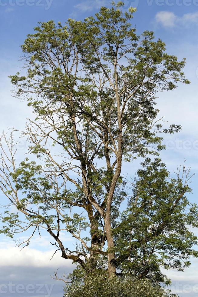 sommet d'un arbre, gros plan photo