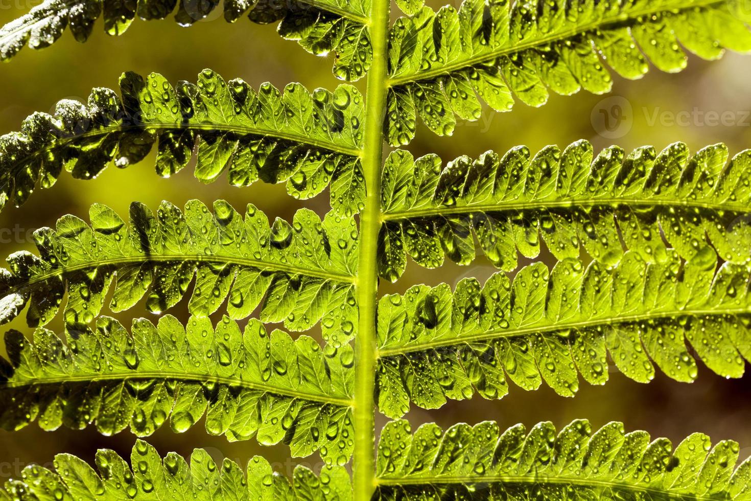 feuilles de fougère verte photo