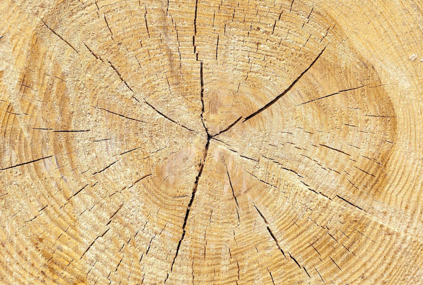 tronc d'arbre scié photo