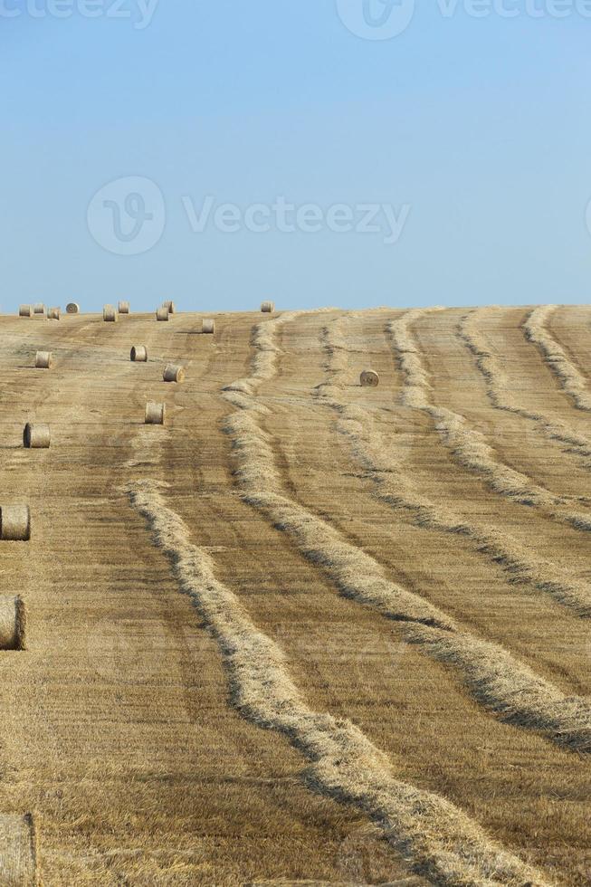 meules de foin dans un champ de paille photo