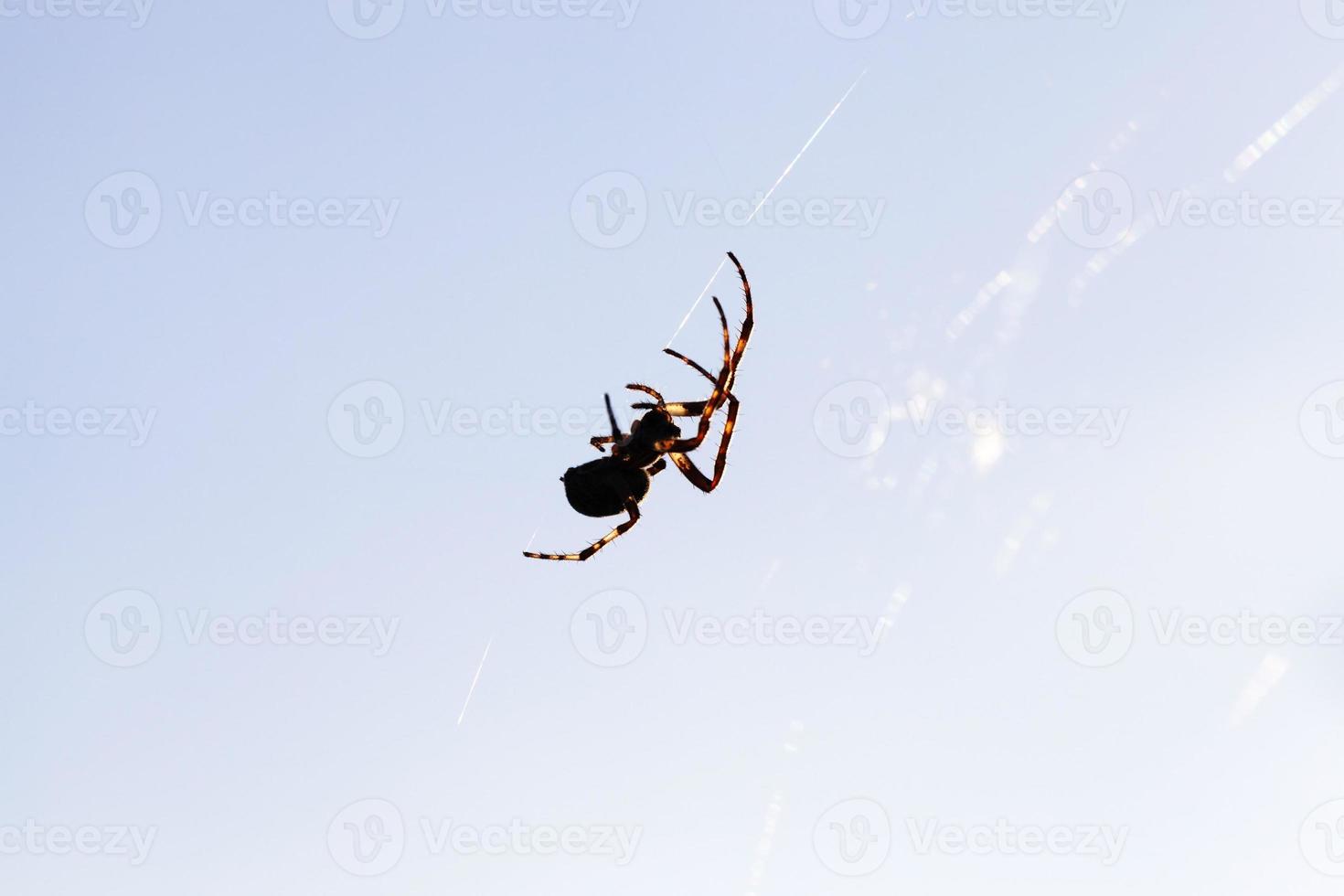 silhouette d'une araignée photo