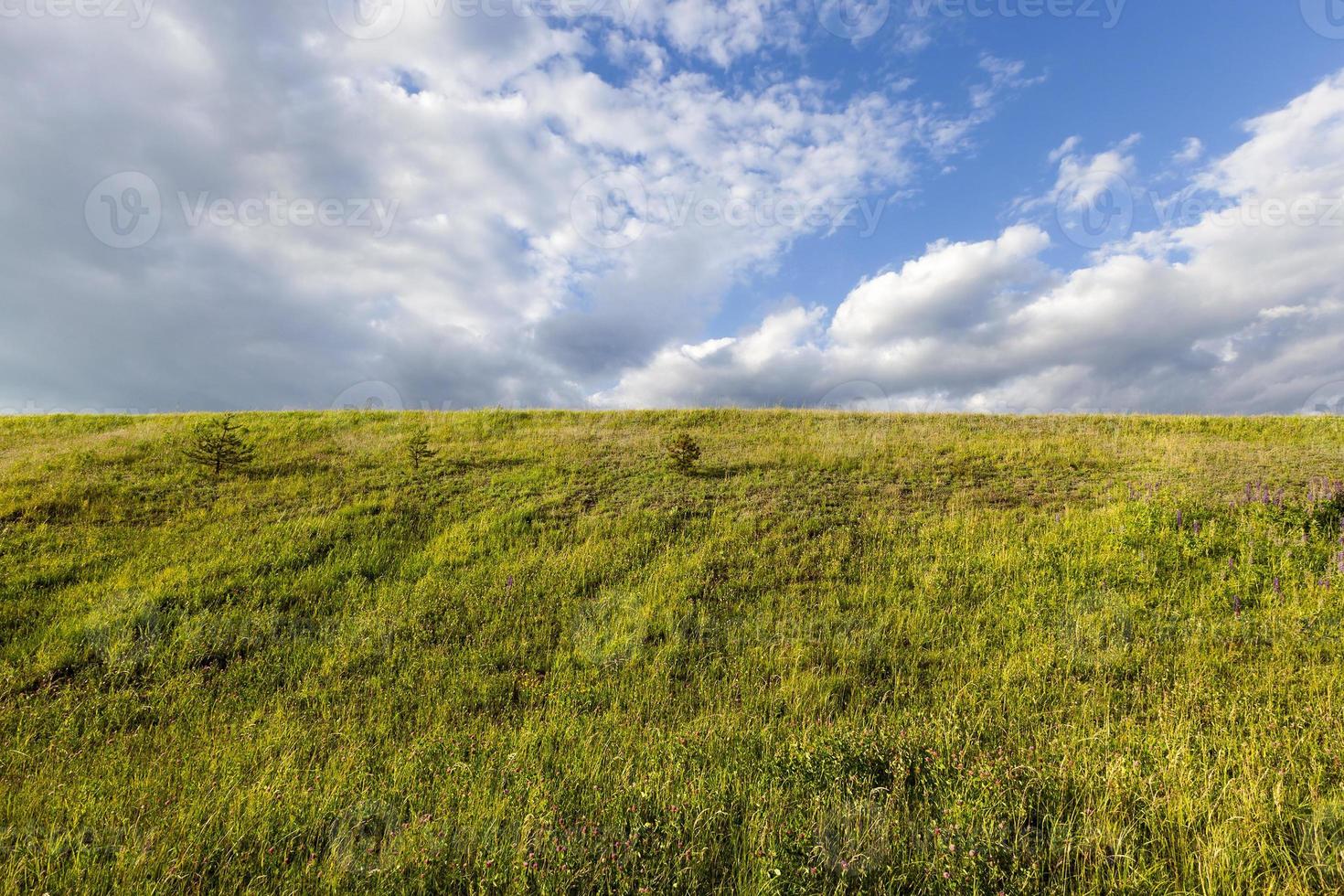 champ d'herbe verte photo