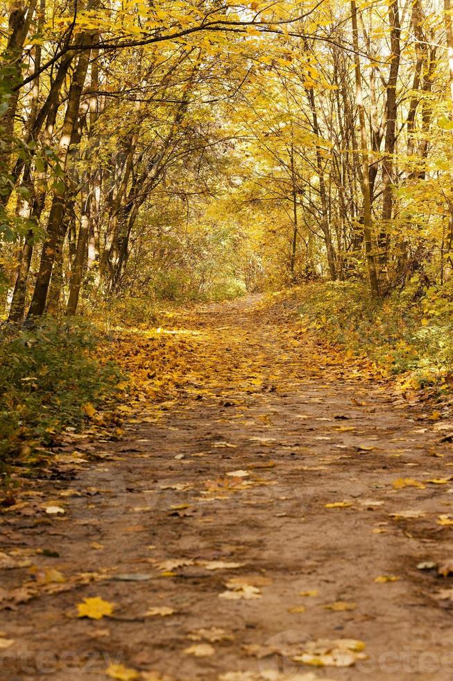 le bois d'automne photo