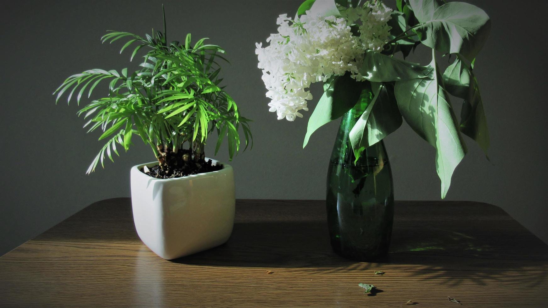 plante verte et vase lilas sur table, décoration de la maison photo