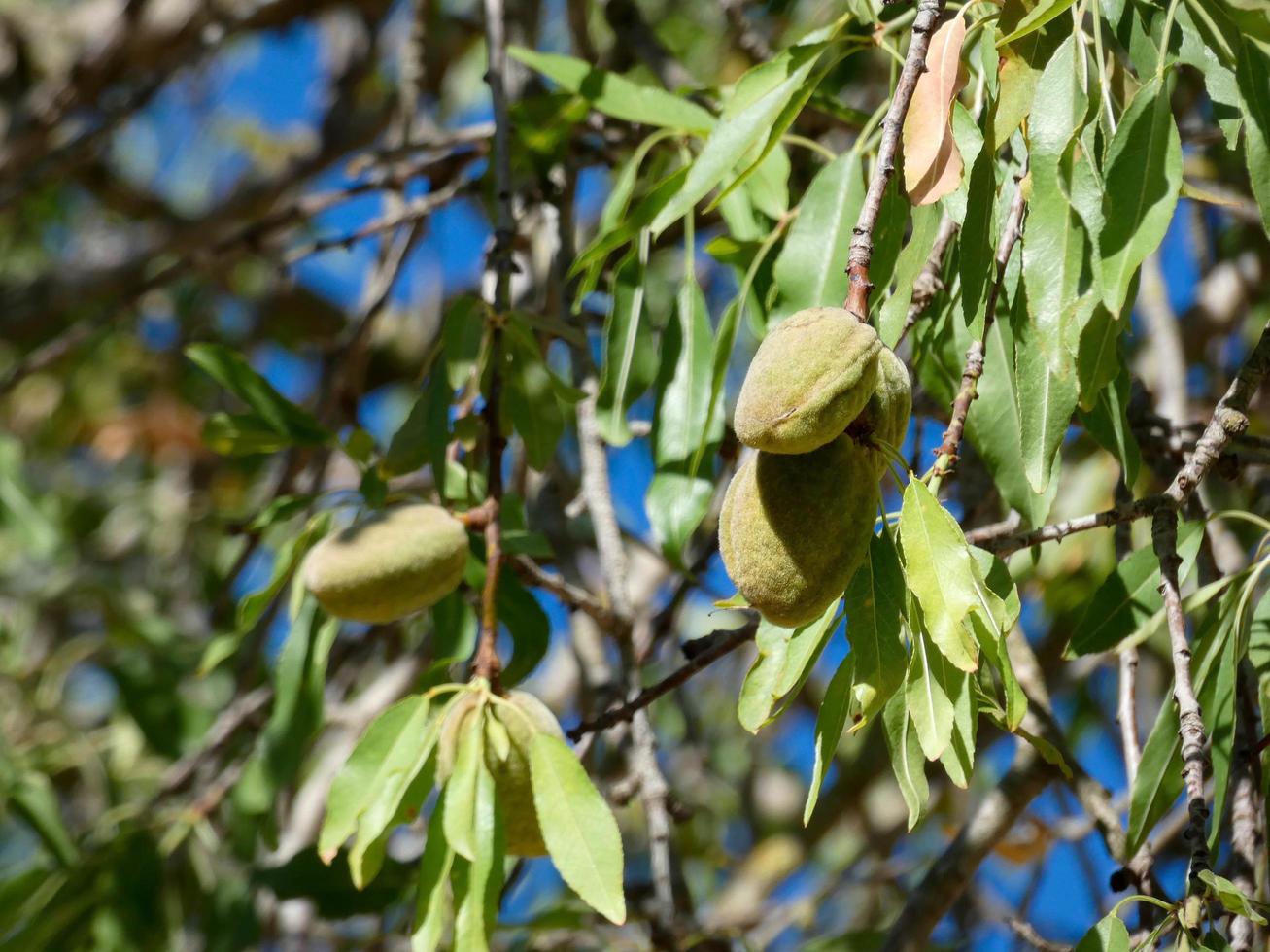 amandier aux amandes au début de l'été sur une route de montagne photo