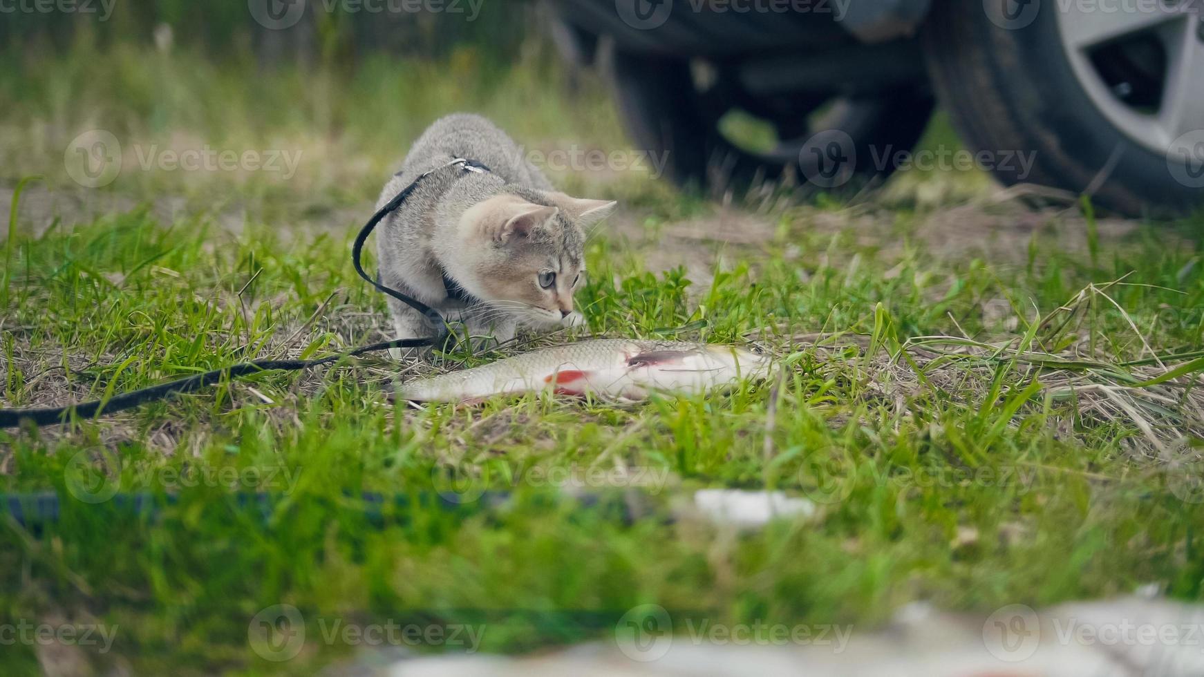 British shorthair chat marchant près de la pêche au harpon - joue avec des poissons d'eau douce à l'herbe en camping photo