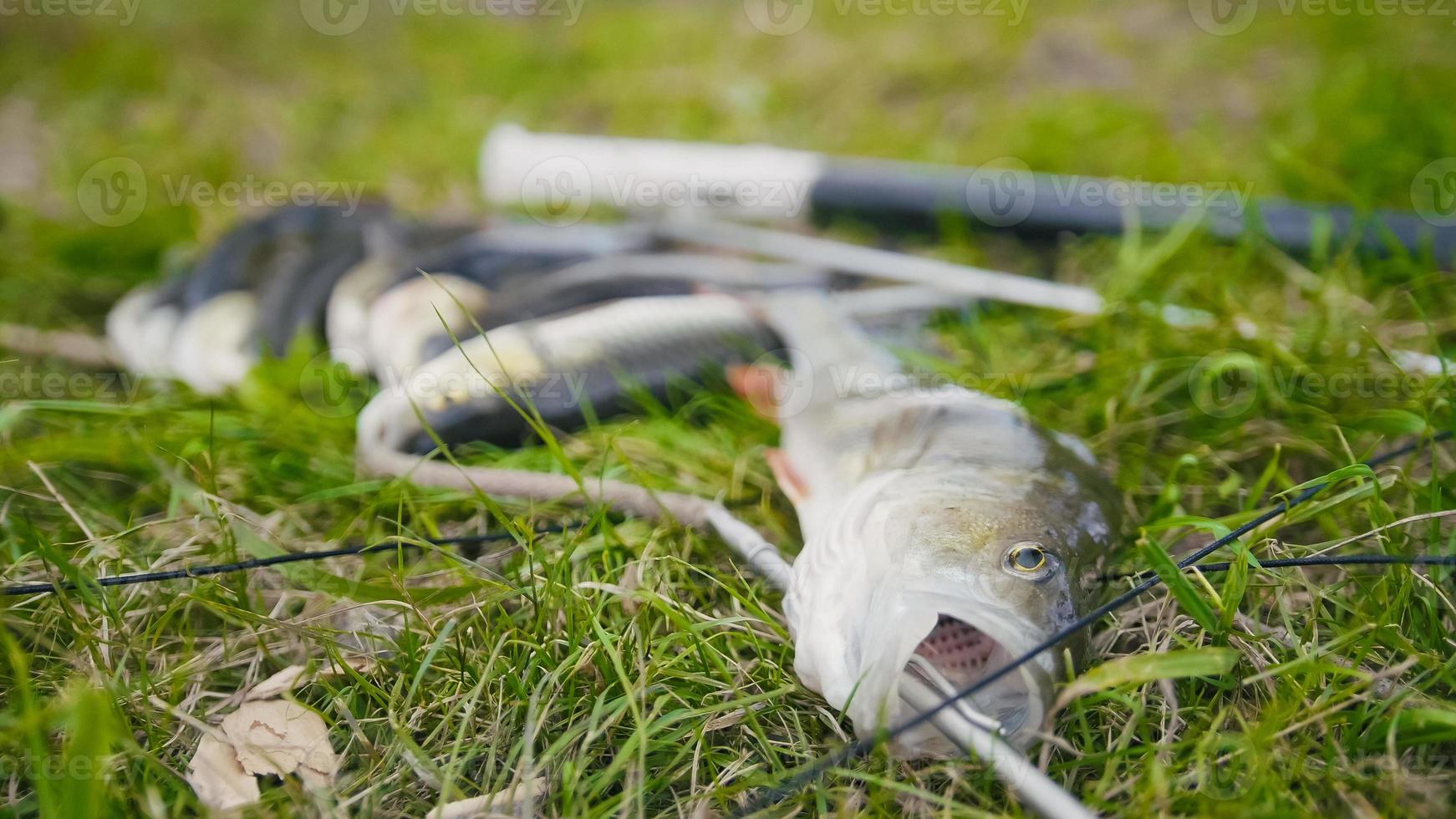 Poissons d'eau douce à l'herbe après la chasse sous-marine dans la rivière forestière photo