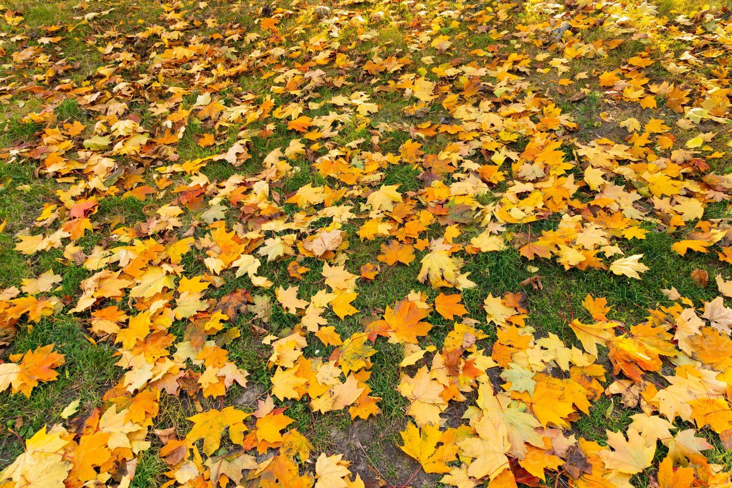 fond d'automne, des feuilles d'érable jaunes se trouvent sur le sol. espace de copie. photo