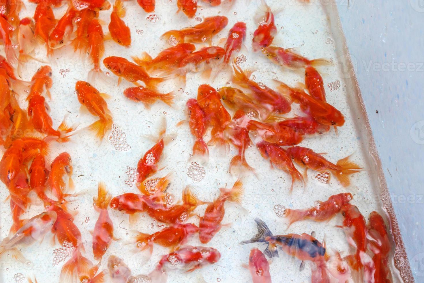 poisson rouge à vendre en vue de dessus d'aquarium photo