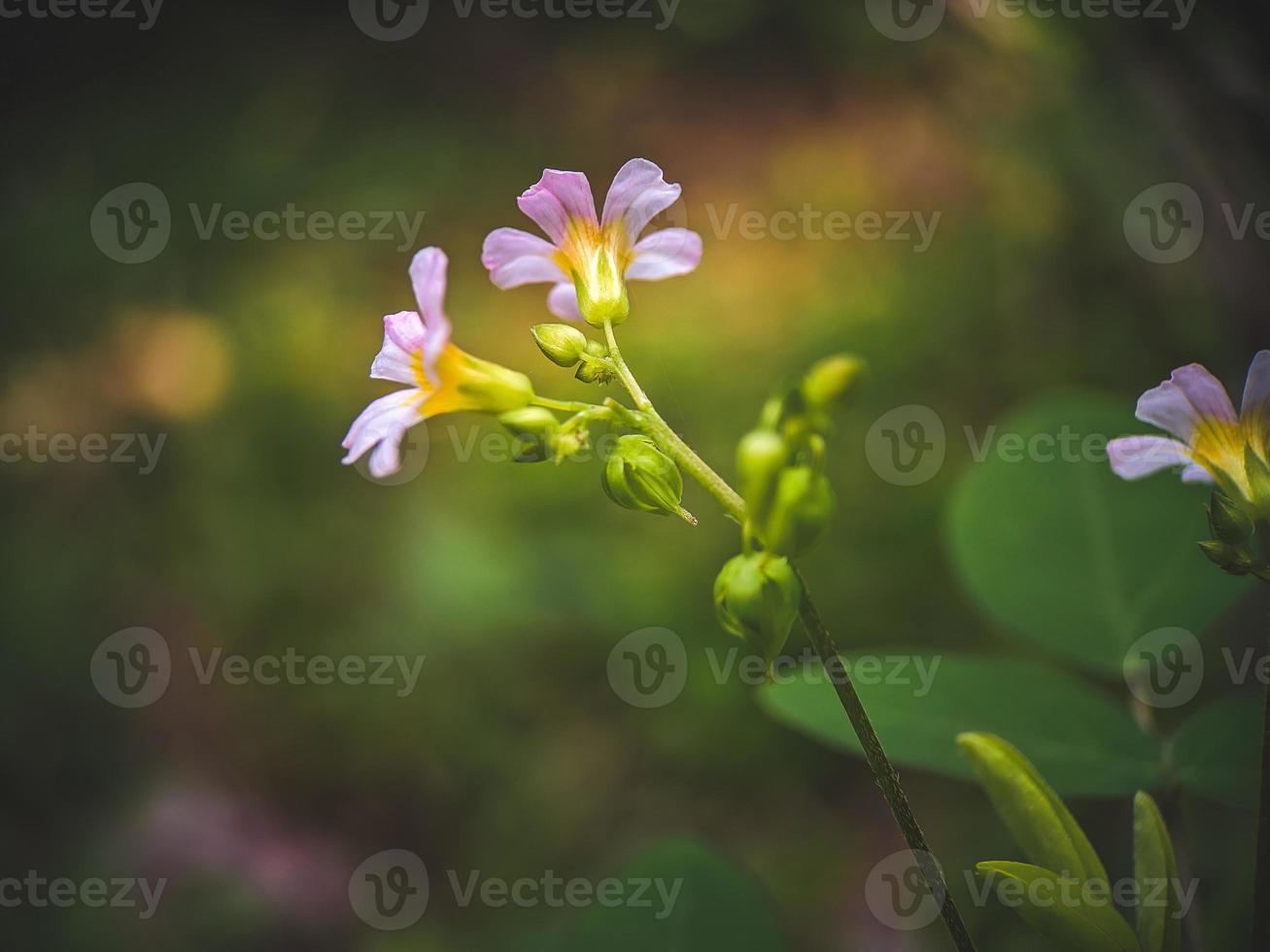 fleurs dans le jardin photo