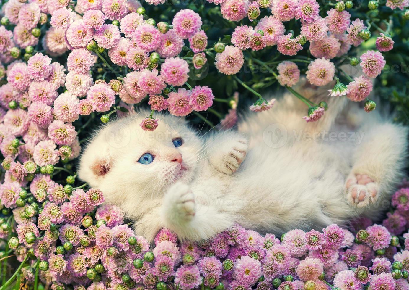 chaton mignon se détendre dans les fleurs photo
