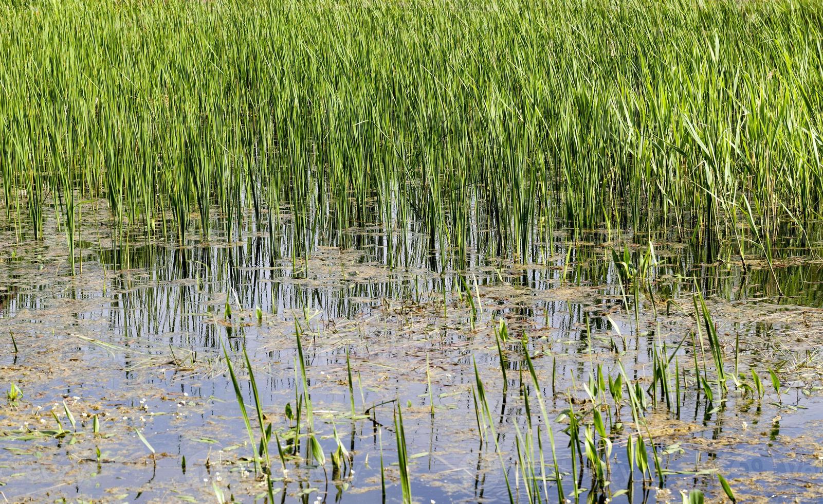 marais herbe printemps photo