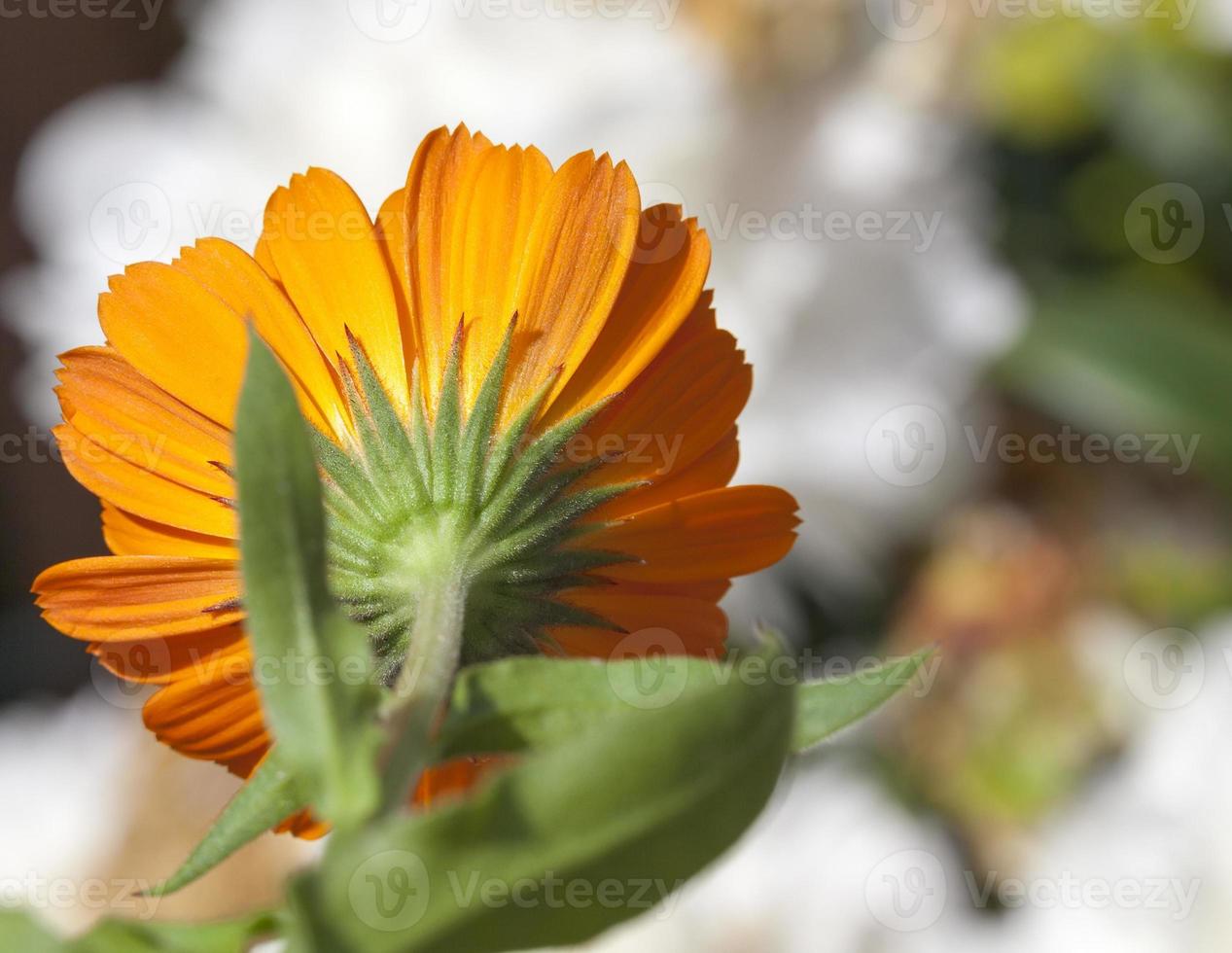 détails de calendula, gros plan photo