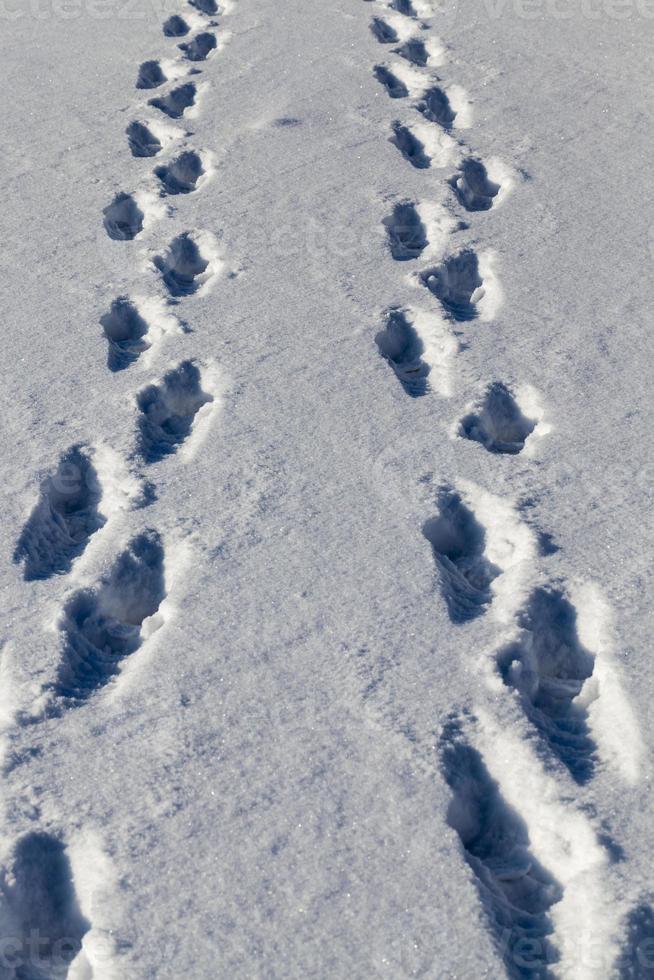 empreintes de pas et bosses dans la neige photo