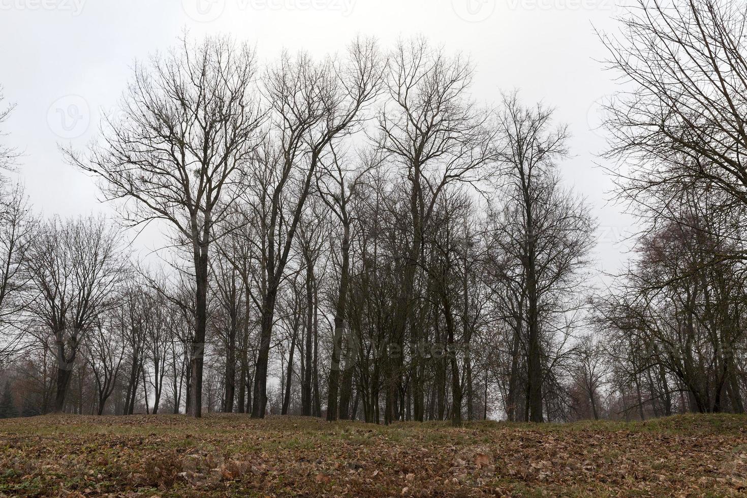 arbres nus dans le parc d'automne photo