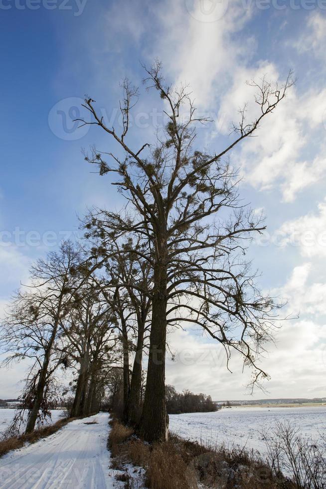 nombre d'arbres nus, qui poussent le gui photo