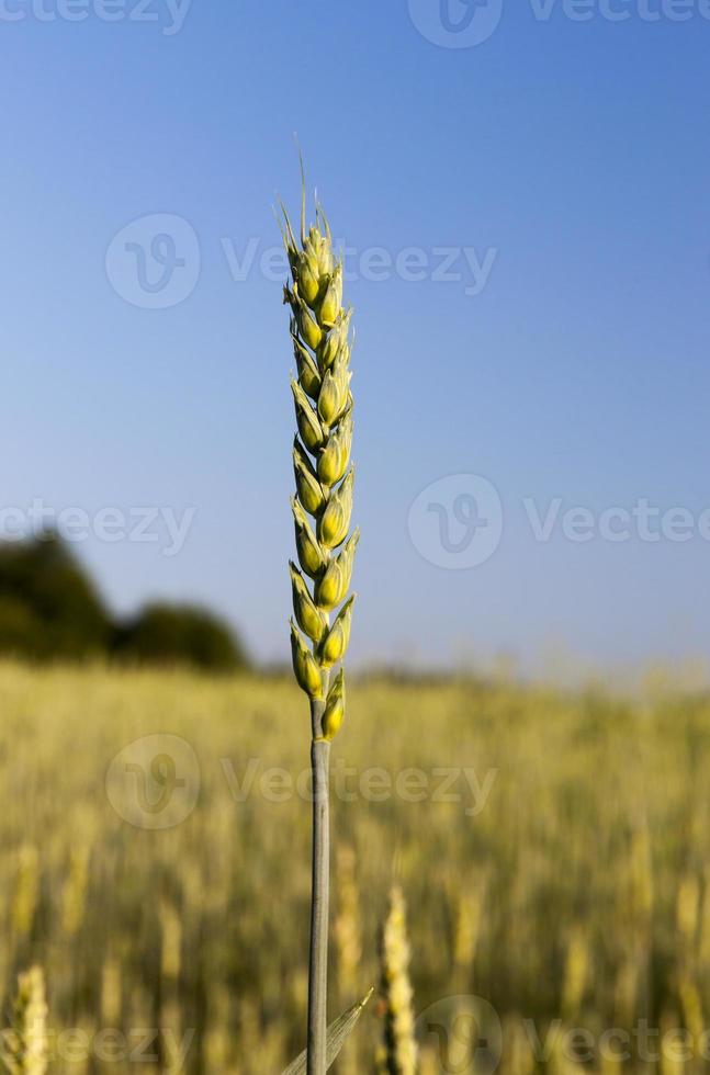 récolte de blé vert photo