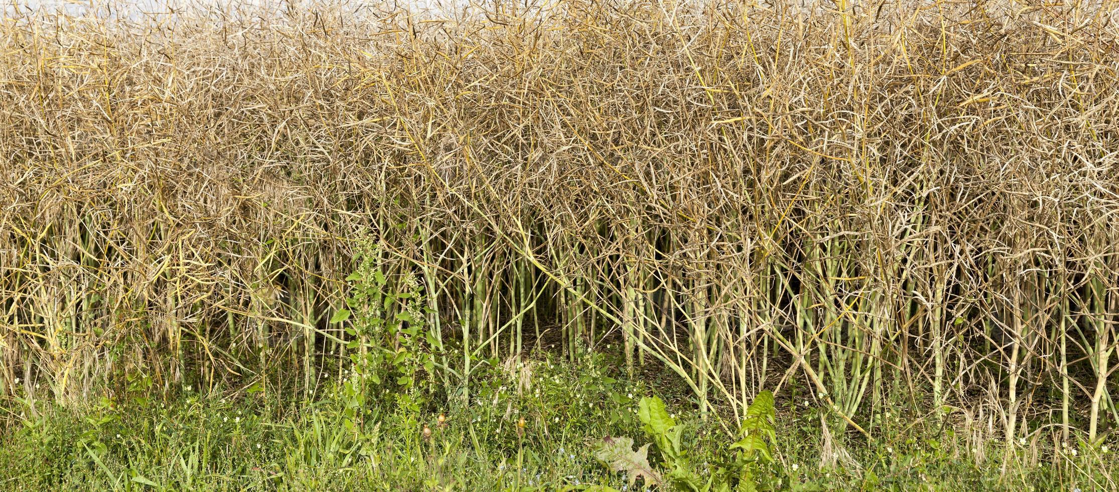 champ agricole, été photo