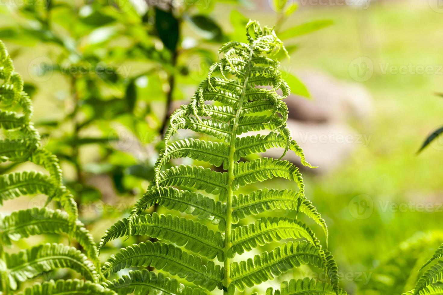 feuille verte de fougère photo