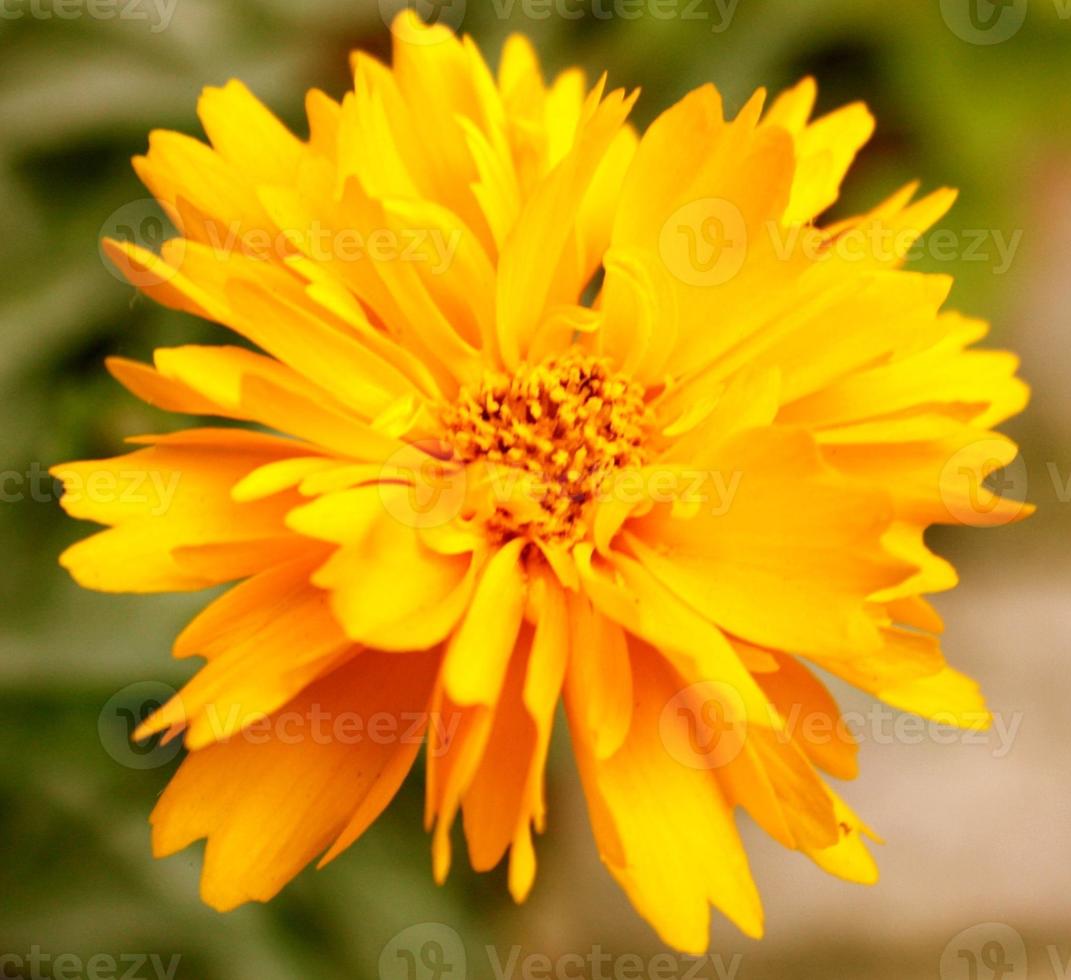 chrysanthème jaune - gros plan photo