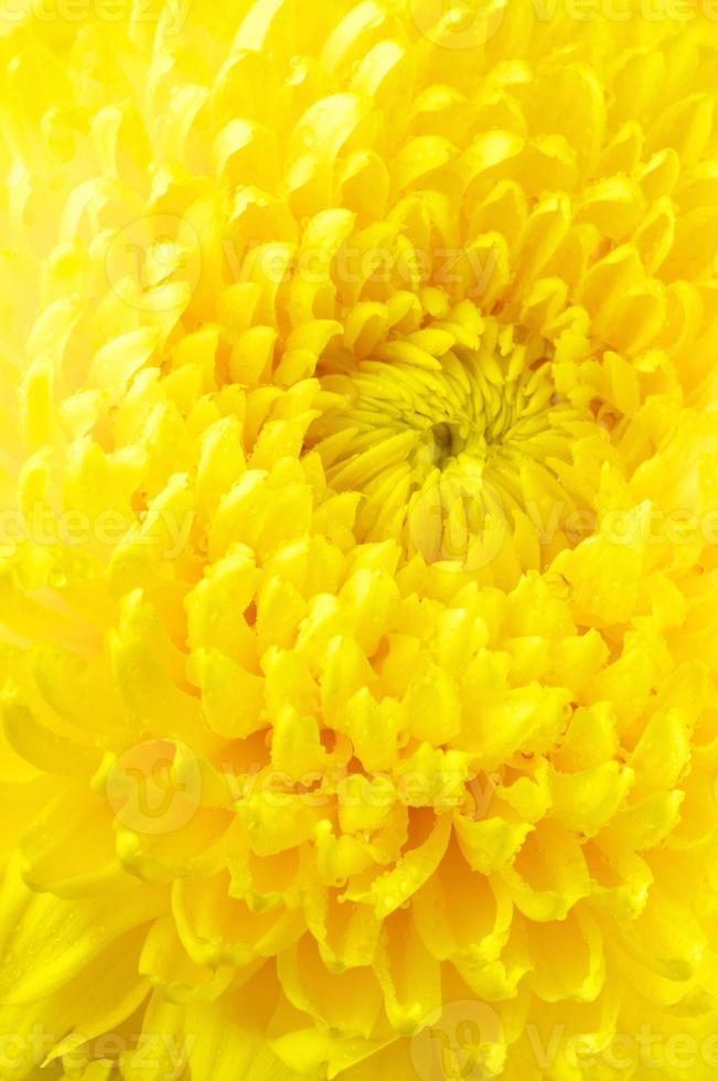 gros plan de chrysanthème jaune photo